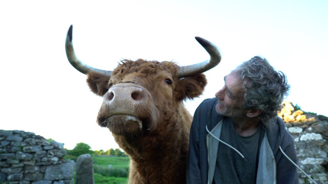 The Healing Power of Cows